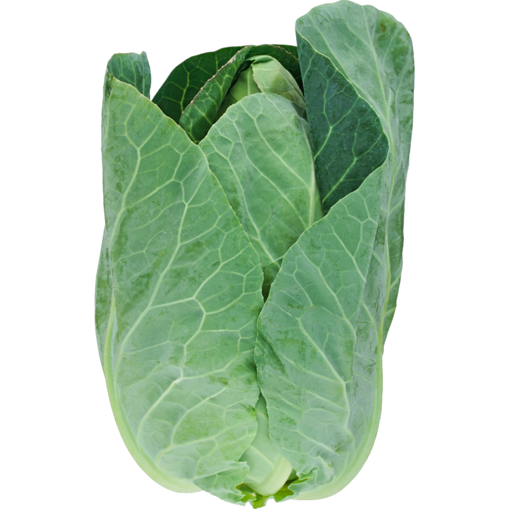 Dansk spidskål